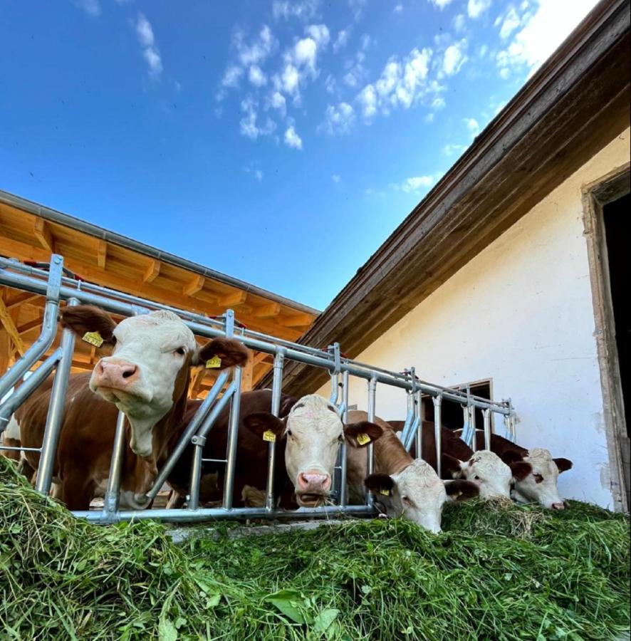 Landgasthof Blasini - Pfahlhof Zandt Extérieur photo